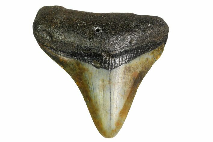 Bargain, Megalodon Tooth - North Carolina #152914